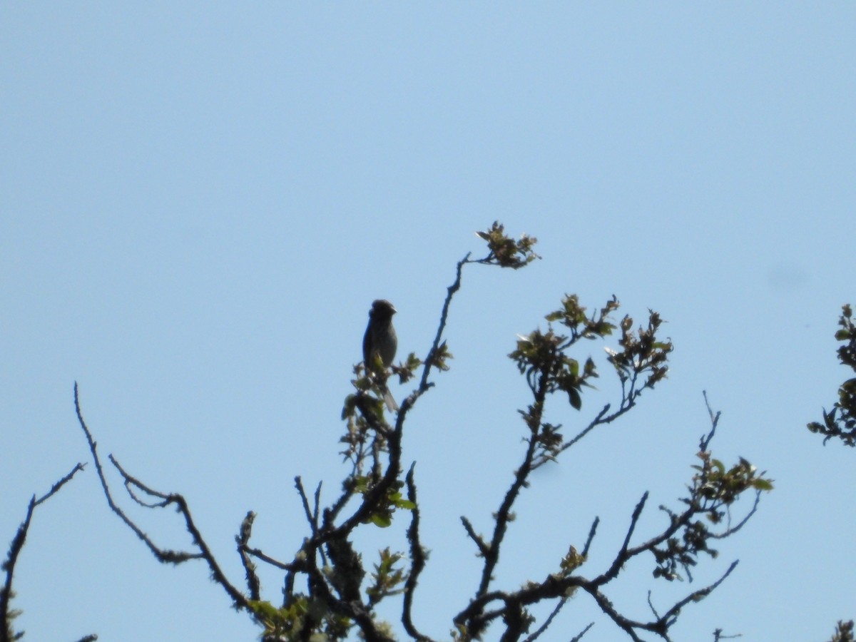 Purple Finch - ML619917780