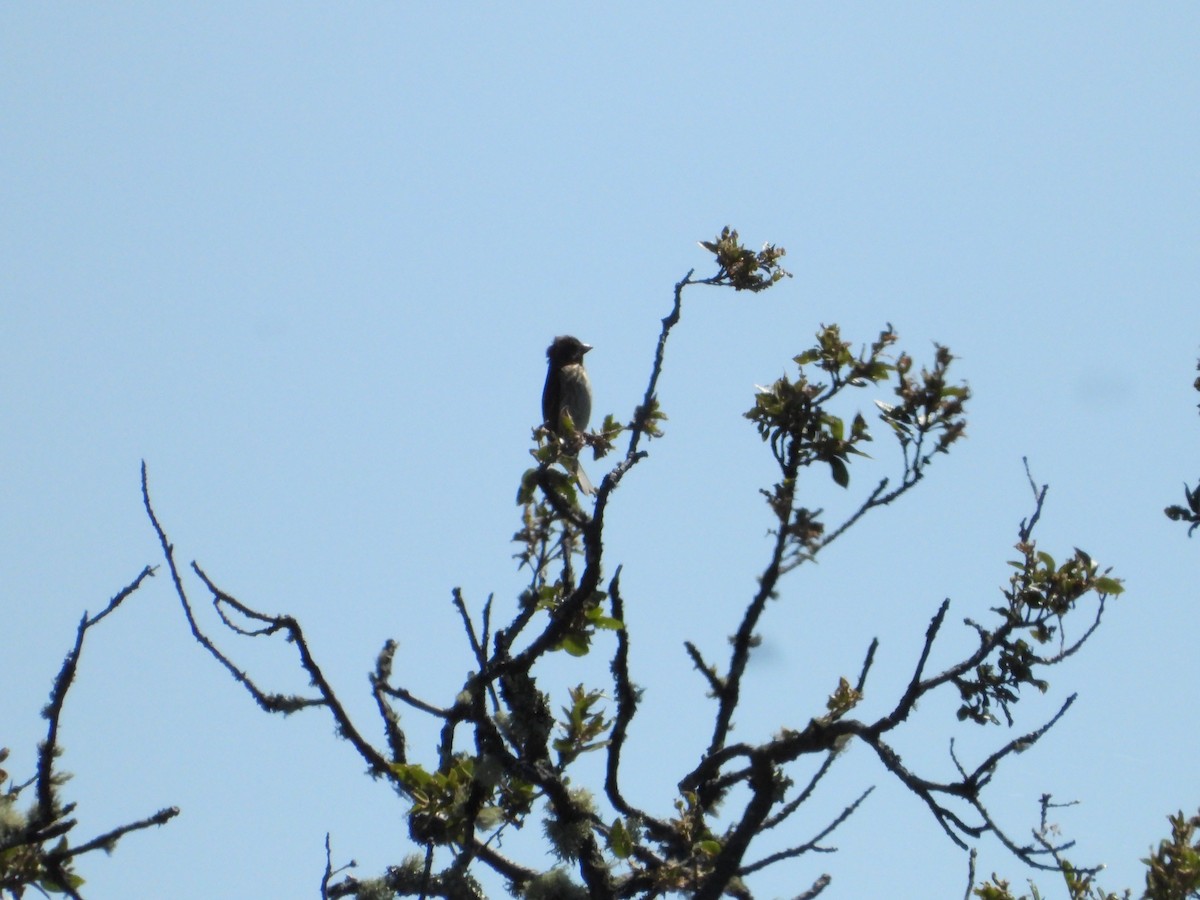 Purple Finch - ML619917784