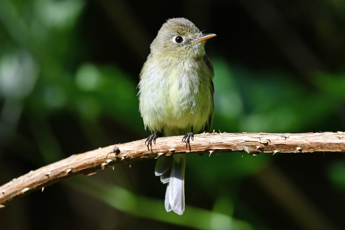 Western Flycatcher (Pacific-slope) - ML619917795