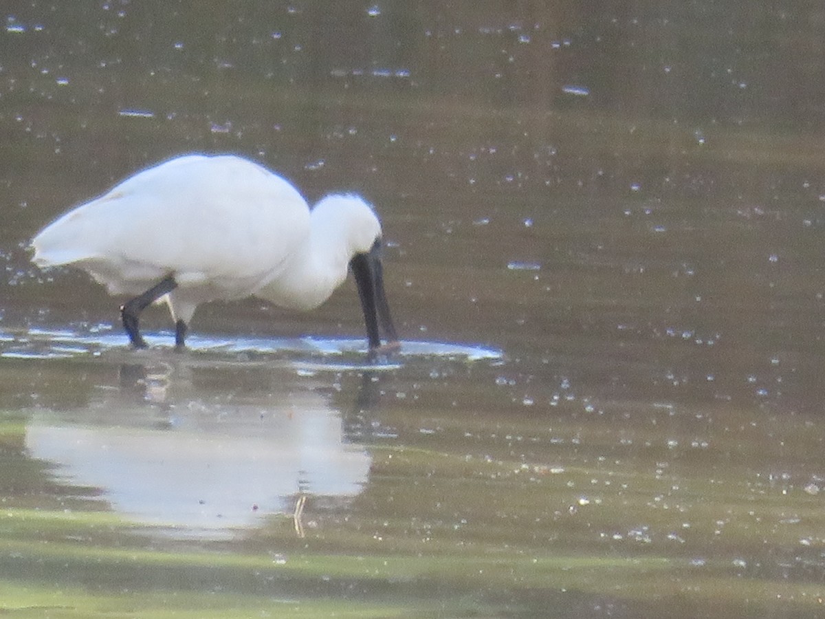 Royal Spoonbill - ML619917798