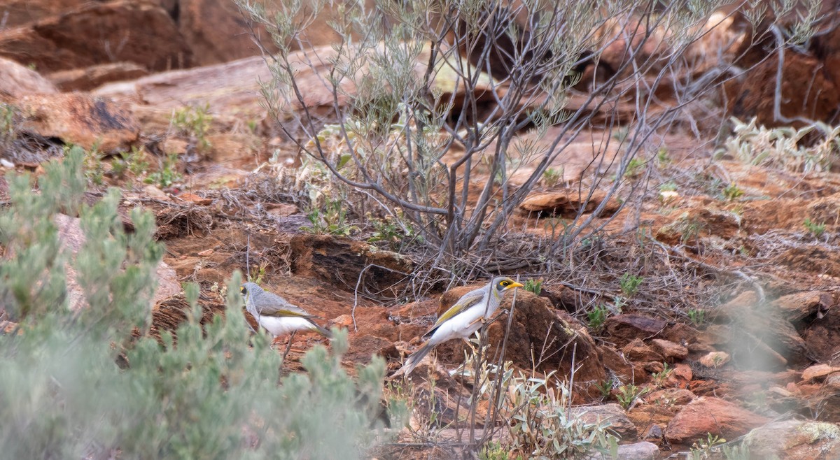 Yellow-throated Miner - ML619917799