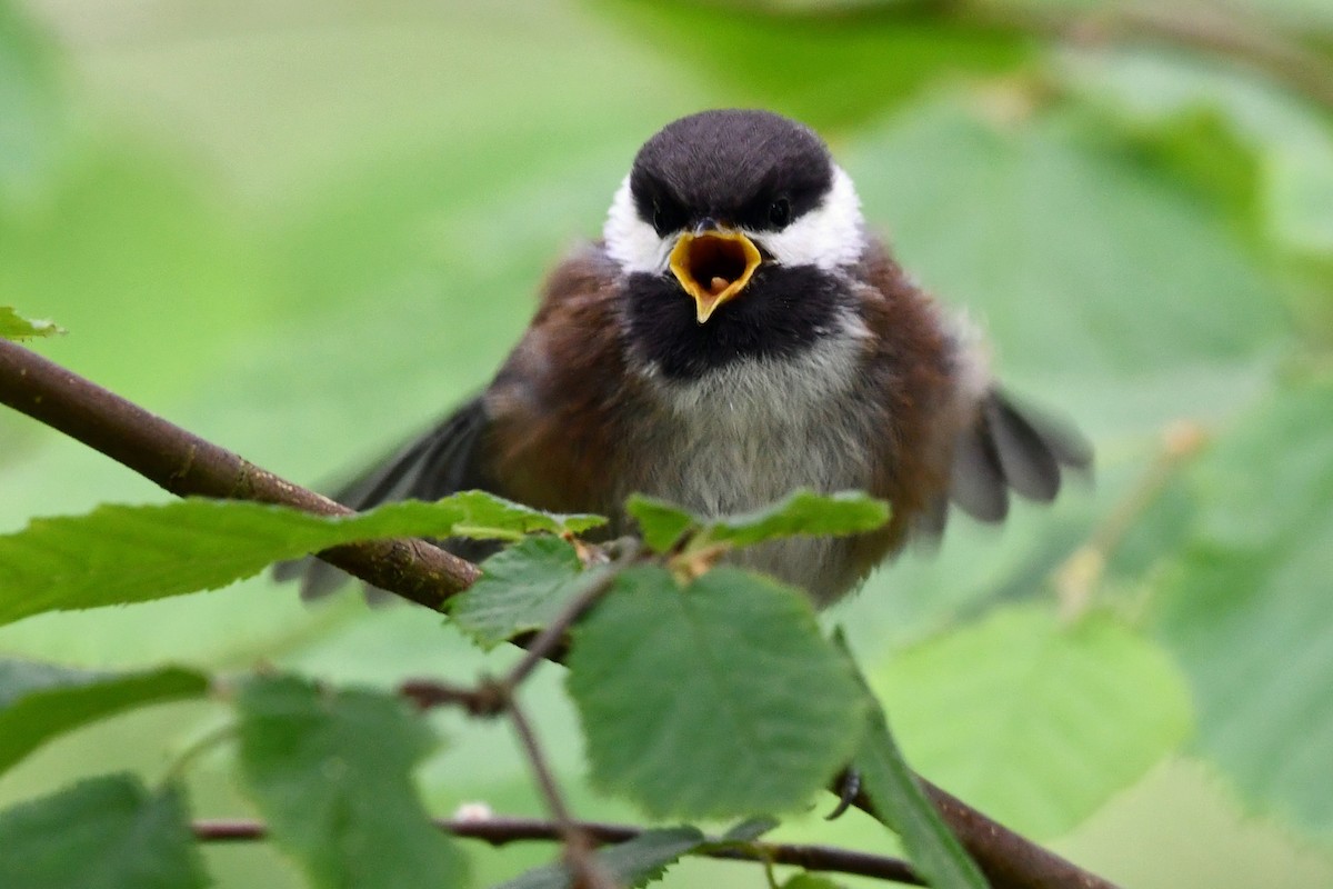 Chestnut-backed Chickadee - ML619917800