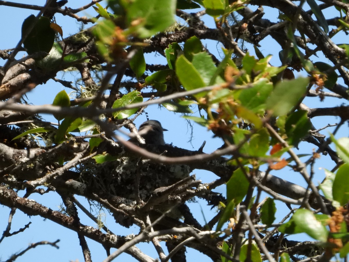 Blue-gray Gnatcatcher - Howard Friedman