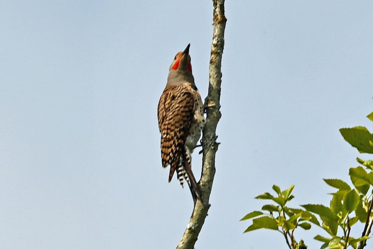 Northern Flicker - ML619917824