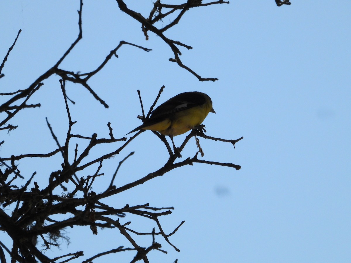 Lesser Goldfinch - ML619917830