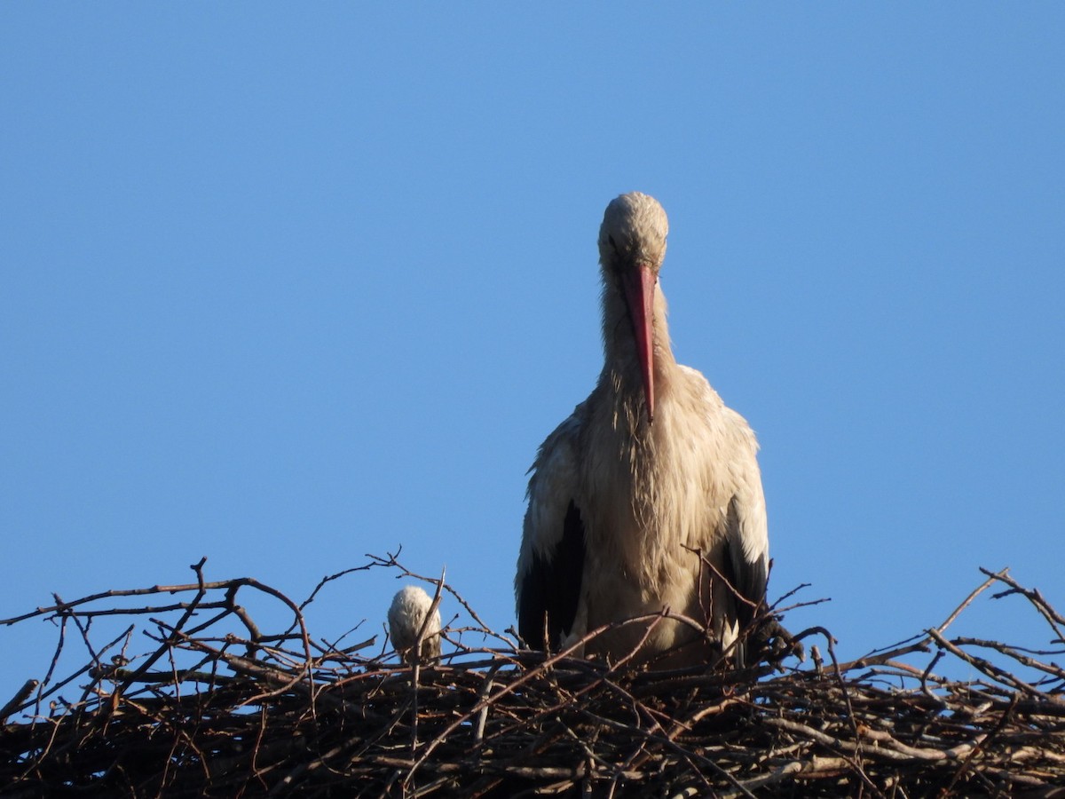 White Stork - ML619917832