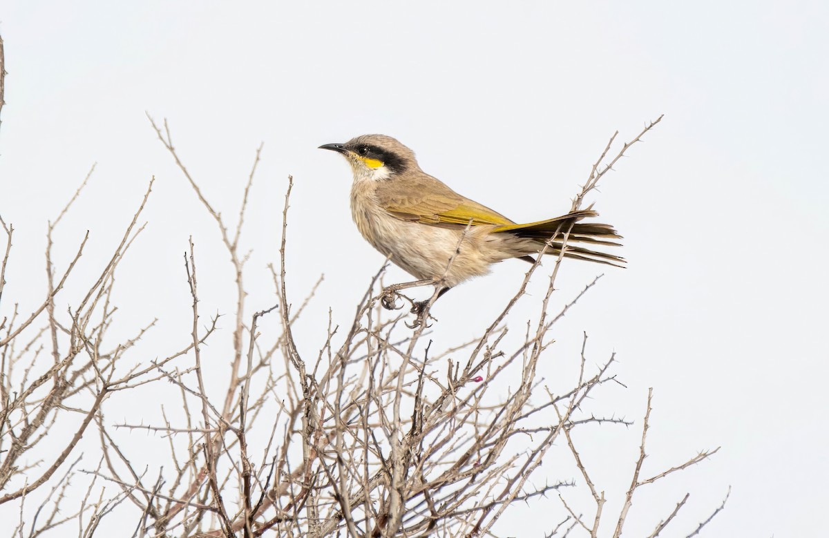 Singing Honeyeater - ML619917839