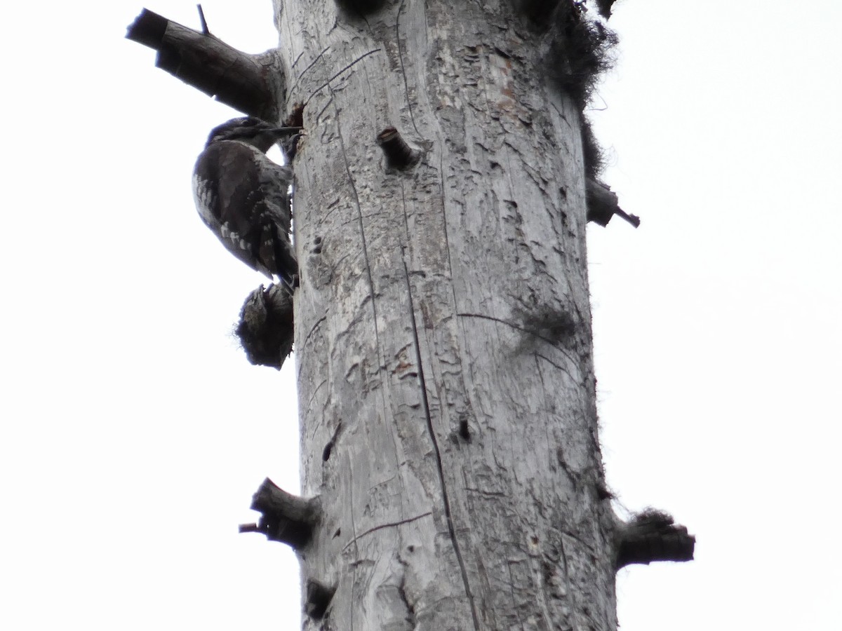 American Three-toed Woodpecker - ML619917843