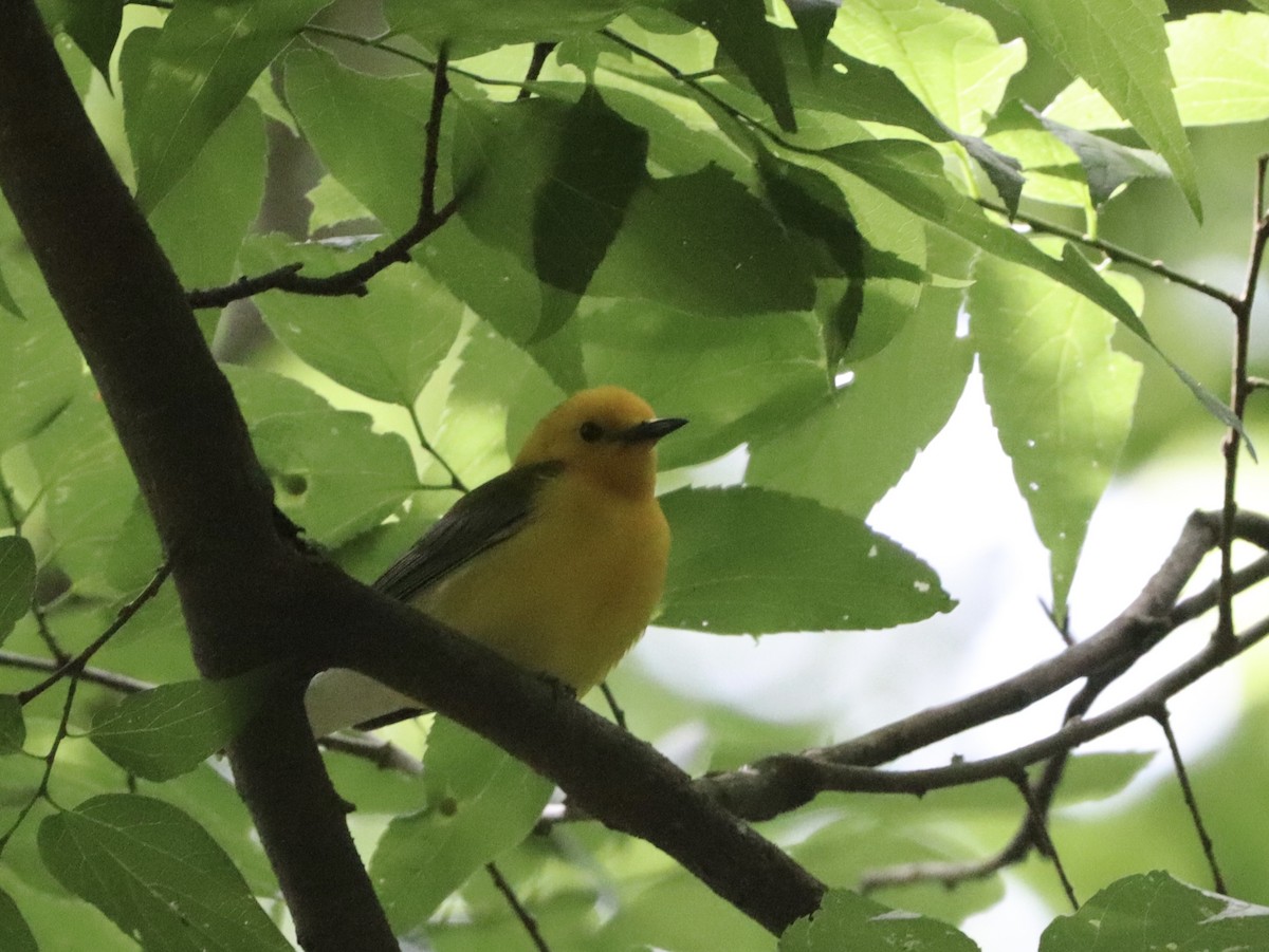 Prothonotary Warbler - ML619917844