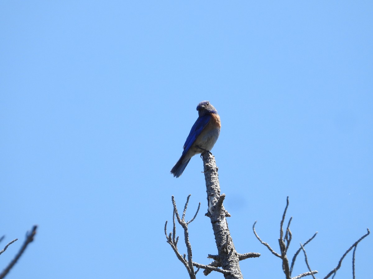 Western Bluebird - ML619917852