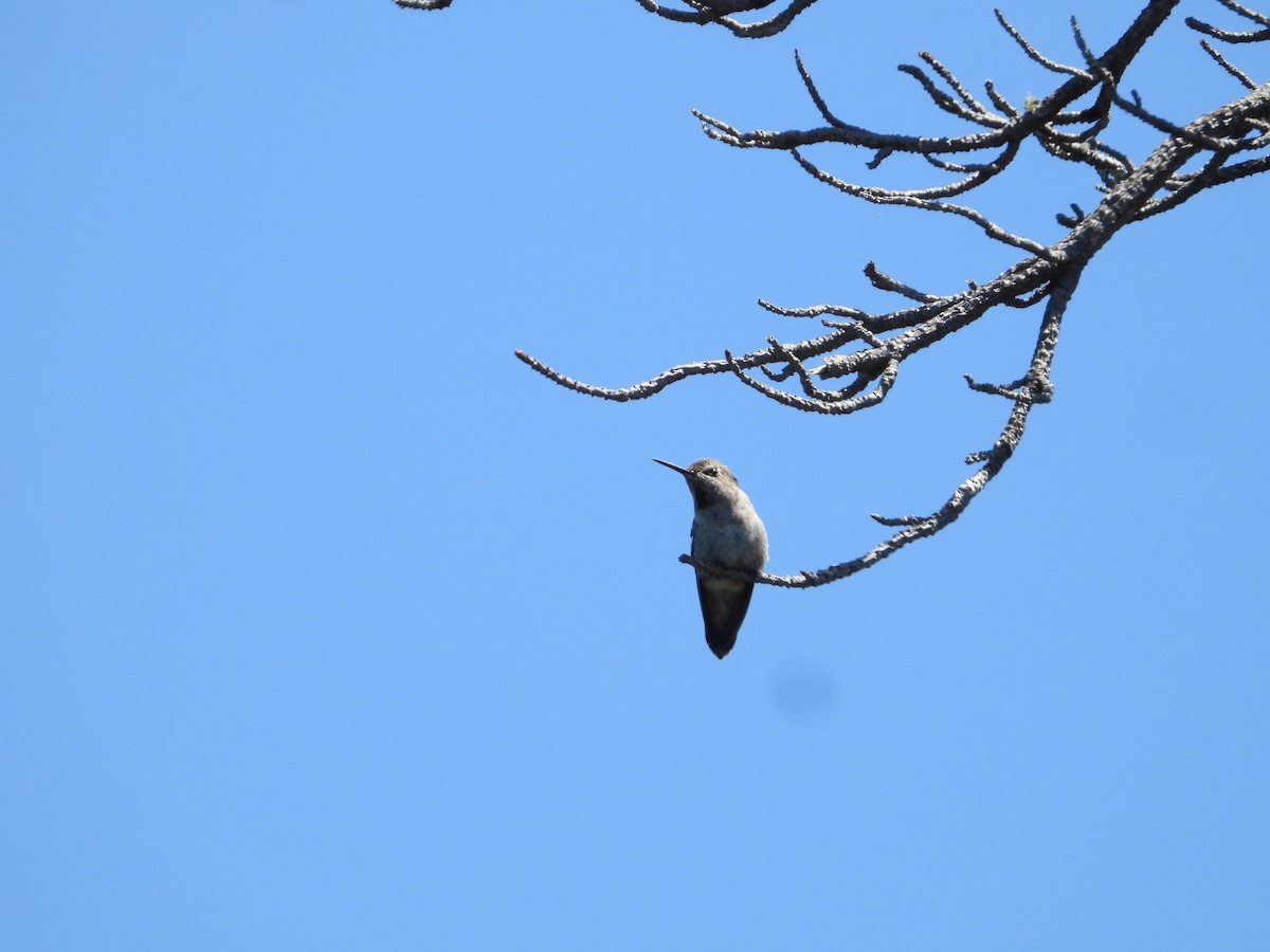 Anna's Hummingbird - ML619917853