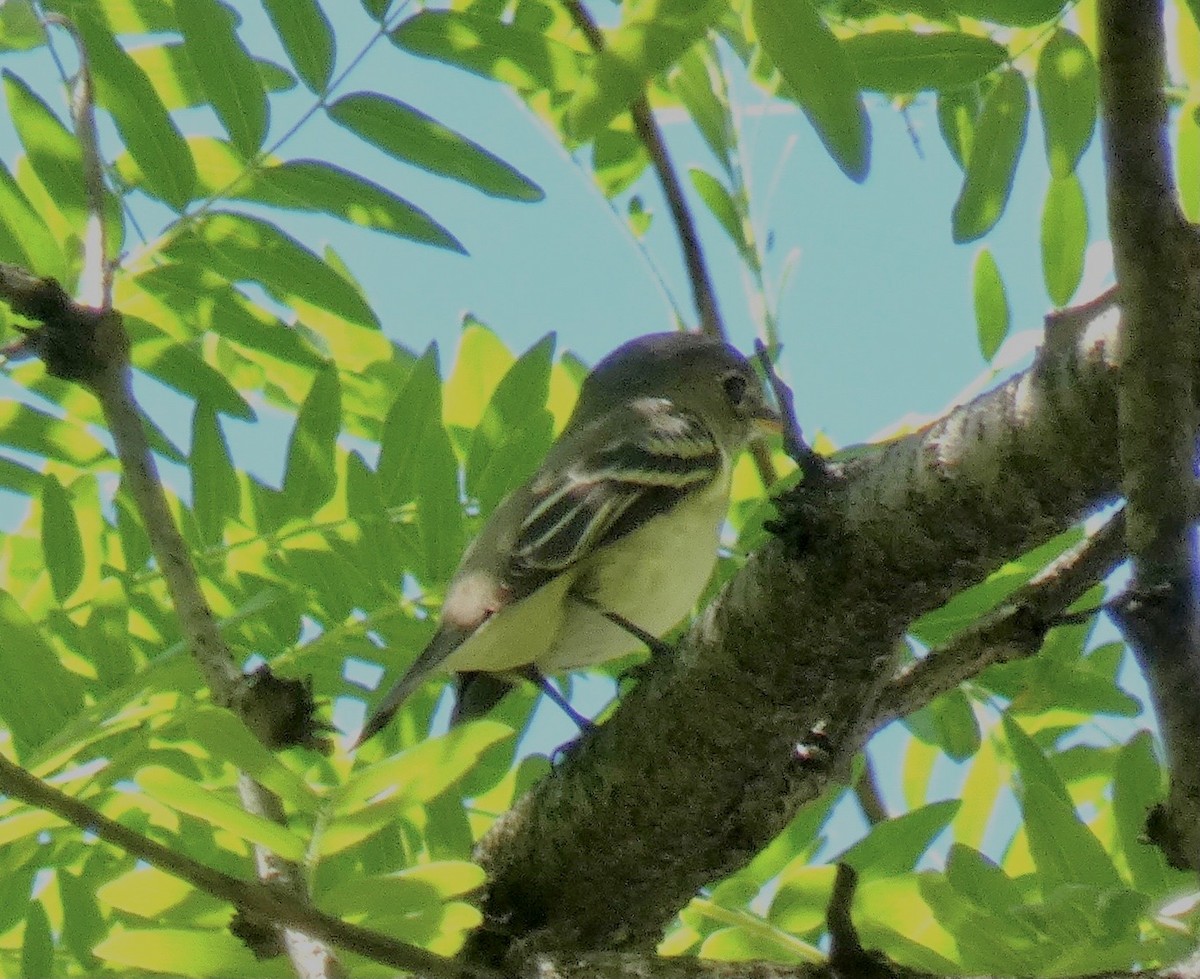 Least Flycatcher - ML619917859