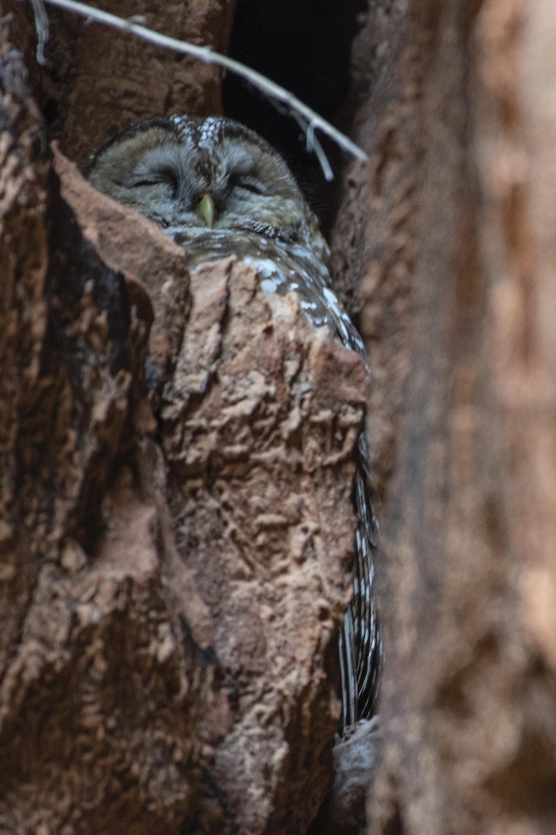 Spotted Owl - ML619917861