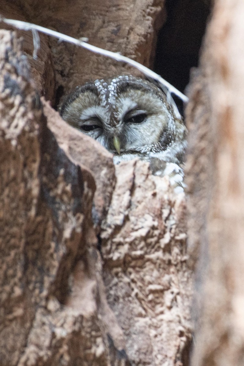 Spotted Owl - ML619917864
