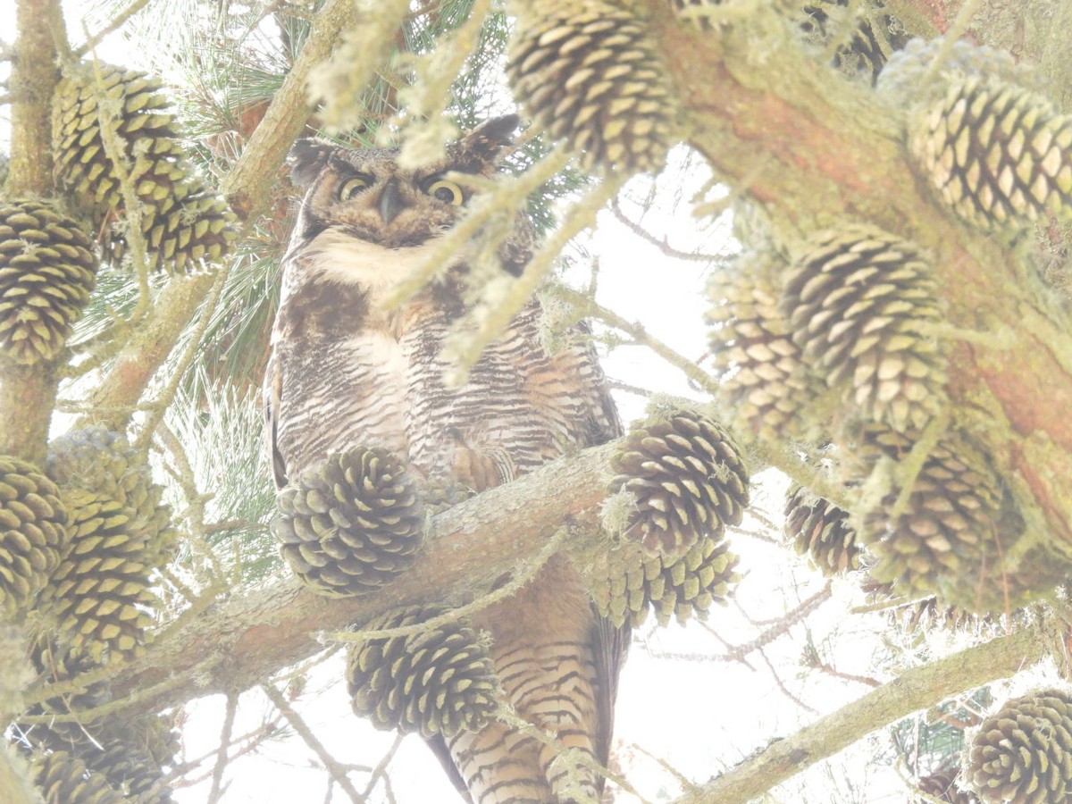 Great Horned Owl - ML619917866