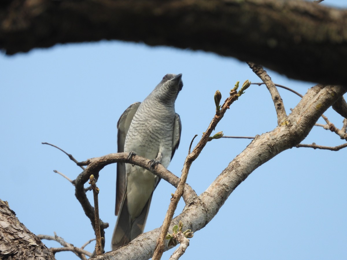 Large Cuckooshrike - ML619917867