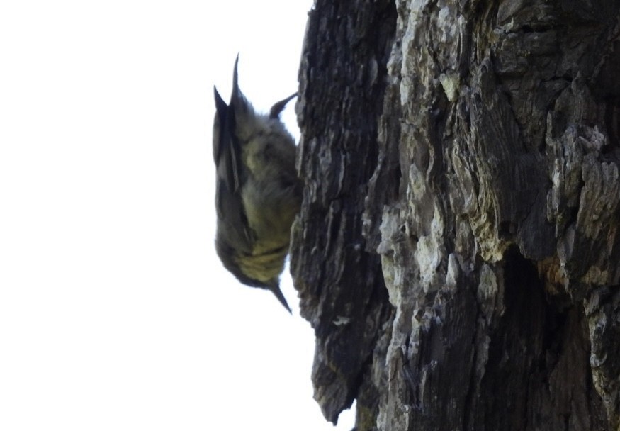 Pygmy Nuthatch - ML619917872