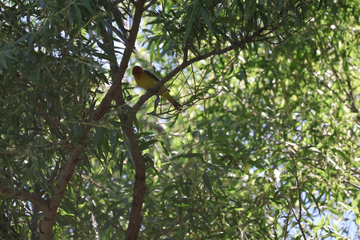 Western Tanager - ML619917877