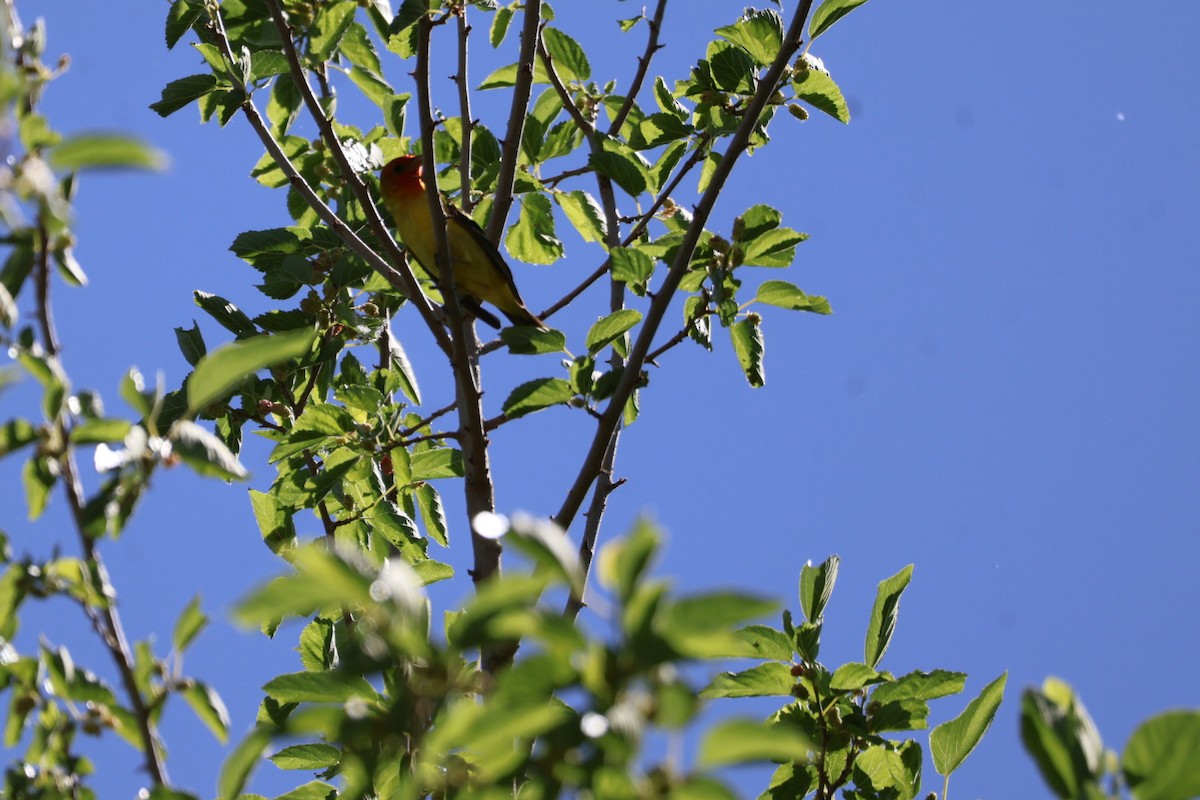 Western Tanager - ML619917878