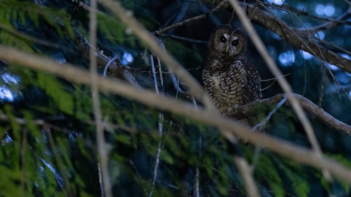 Spotted Owl (Northern) - ML619917881