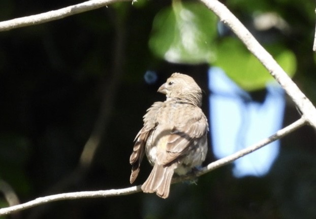 House Finch - ML619917886