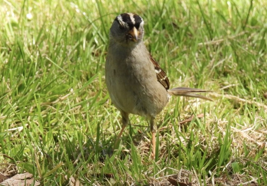 White-crowned Sparrow (Yellow-billed) - ML619917888