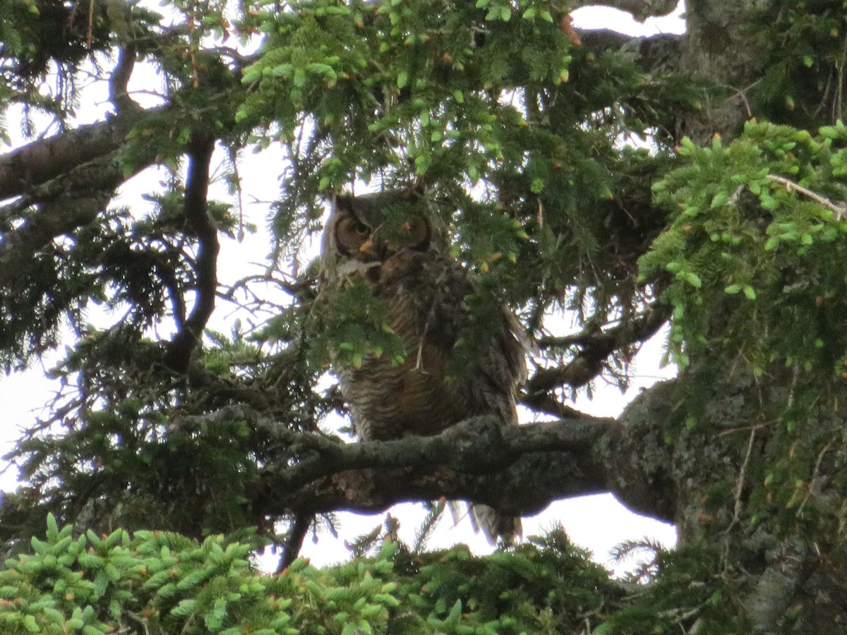 Great Horned Owl - ML619917889