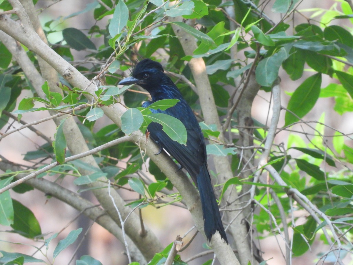 Greater Racket-tailed Drongo - ML619917890