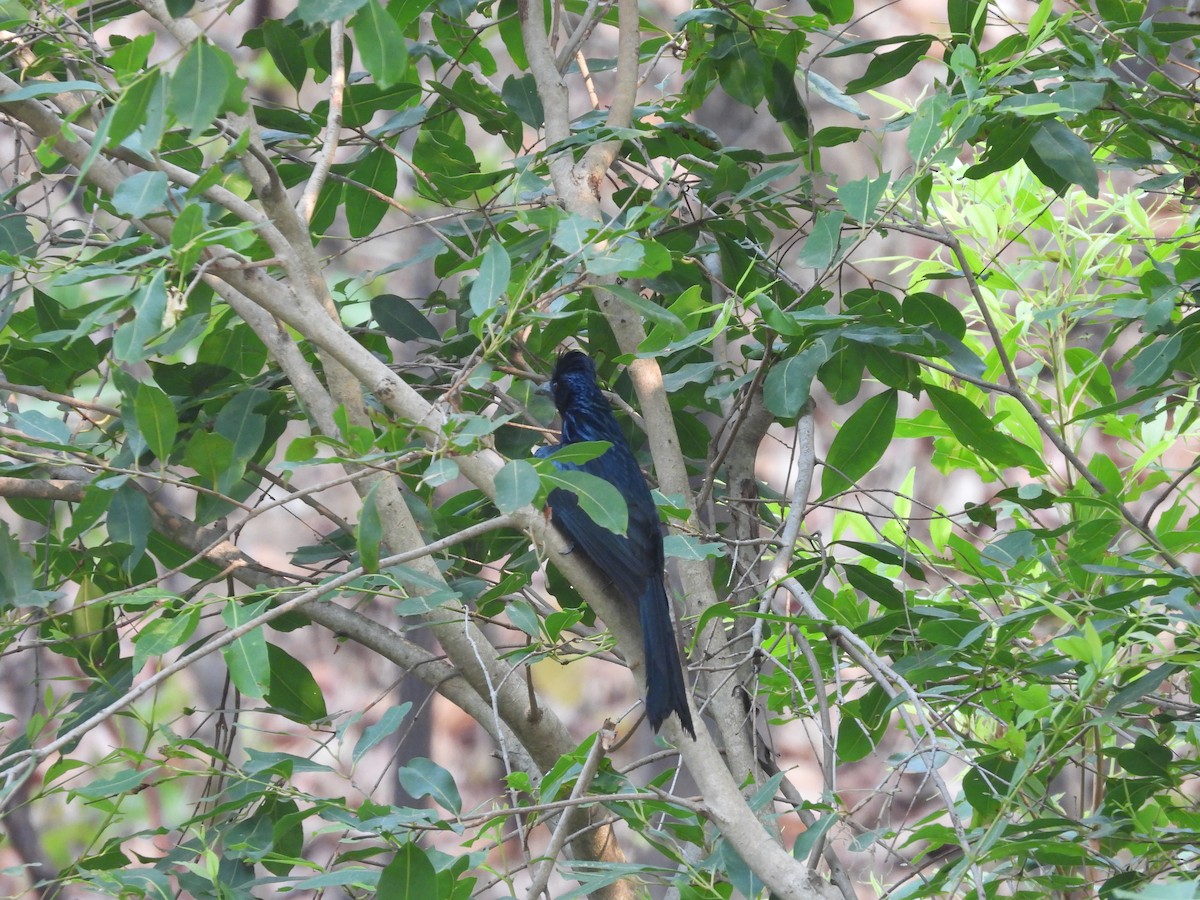 Greater Racket-tailed Drongo - ML619917891