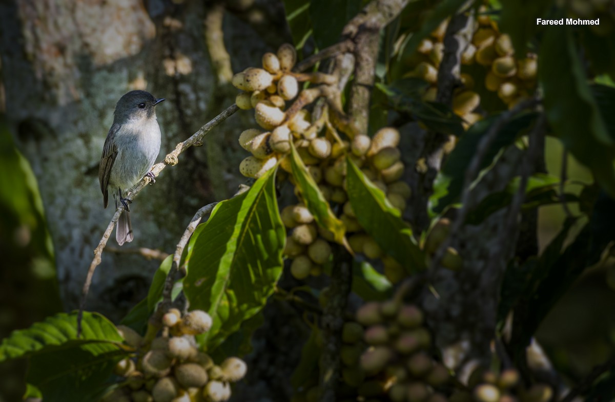 Nilgiri Flycatcher - ML619917892