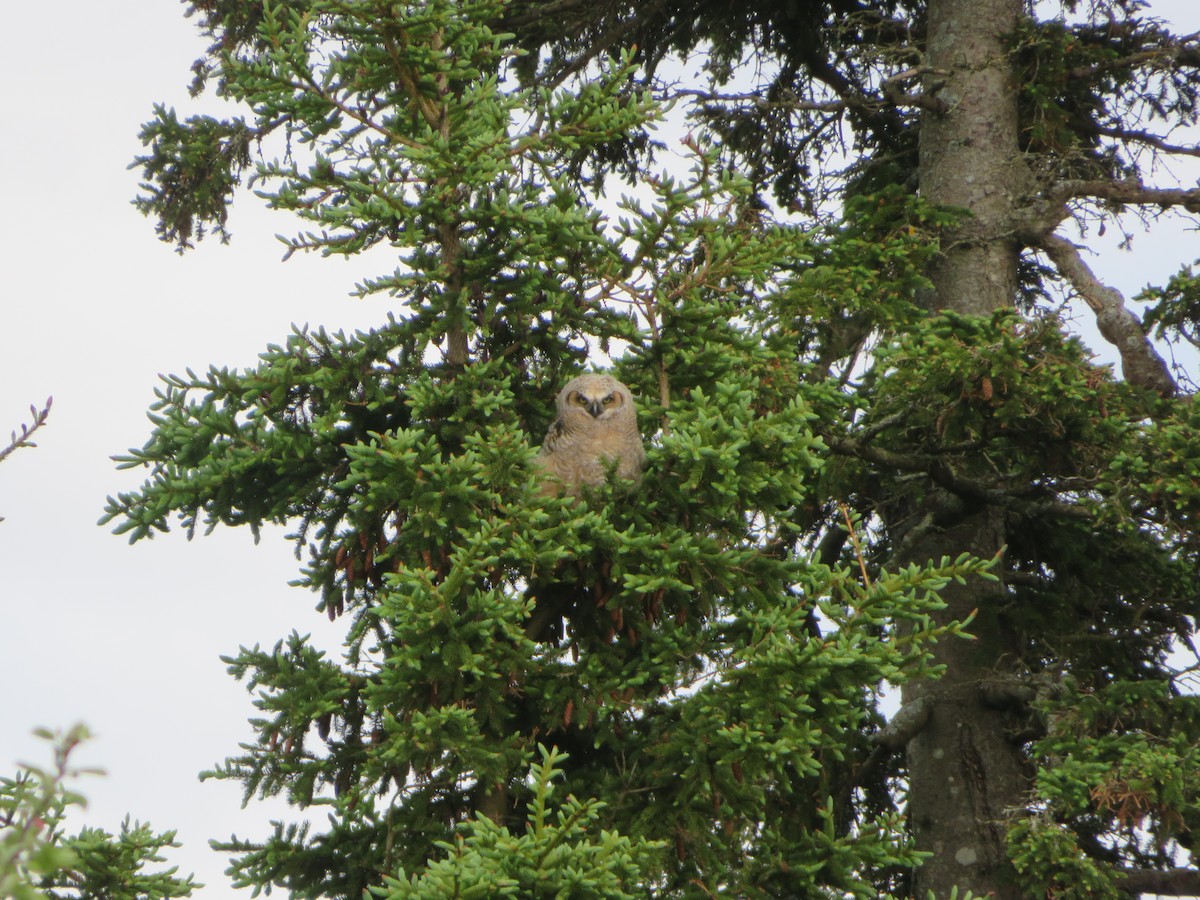 Great Horned Owl - ML619917895