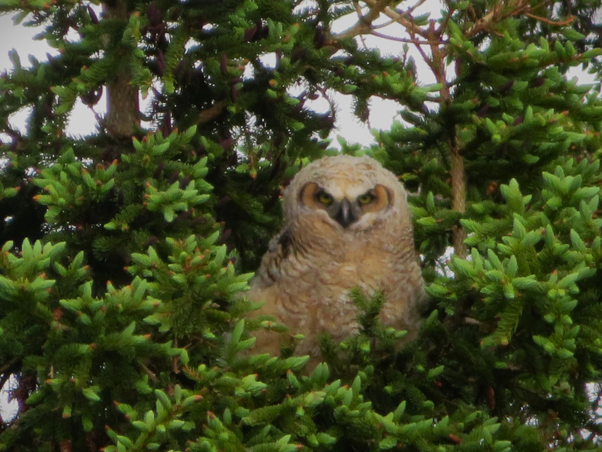 Great Horned Owl - ML619917897
