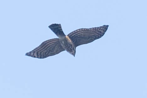 Eurasian Sparrowhawk - ML619917907