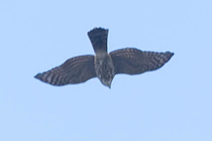 Eurasian Sparrowhawk - ML619917908
