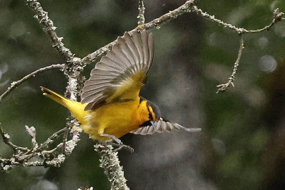 Bullock's Oriole - ML619917916