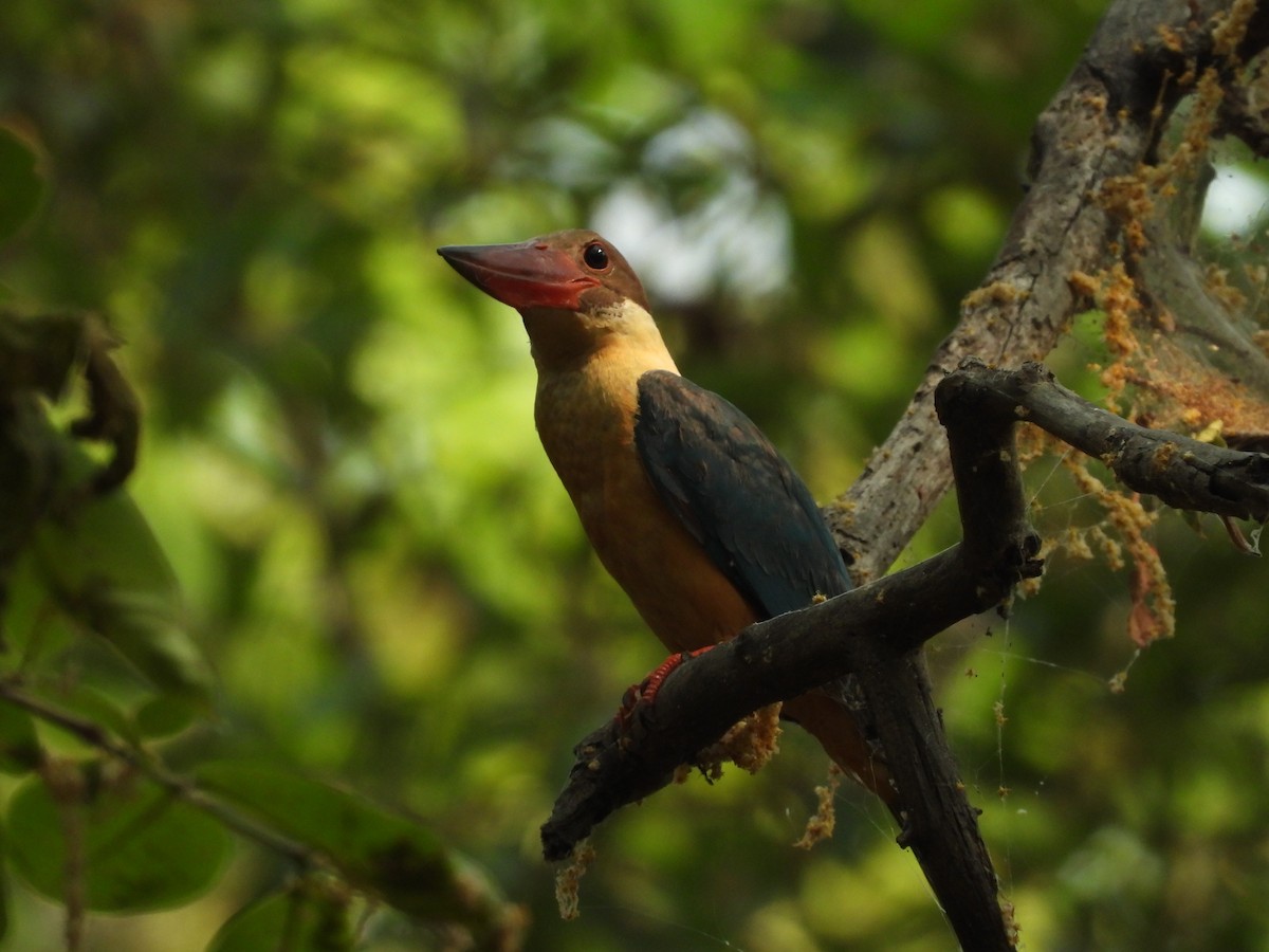 Stork-billed Kingfisher - ML619917918