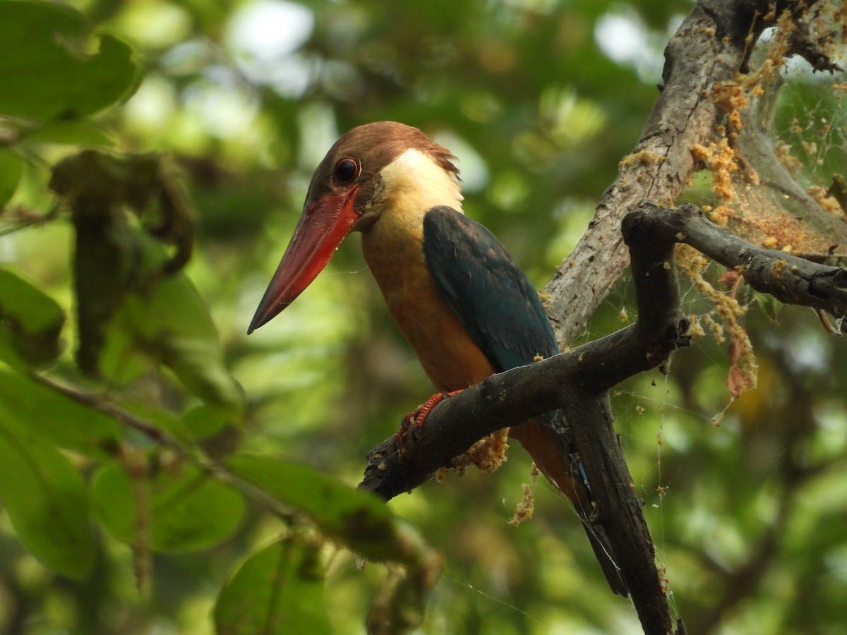 Stork-billed Kingfisher - ML619917924