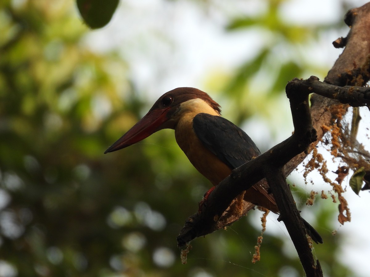 Stork-billed Kingfisher - ML619917934