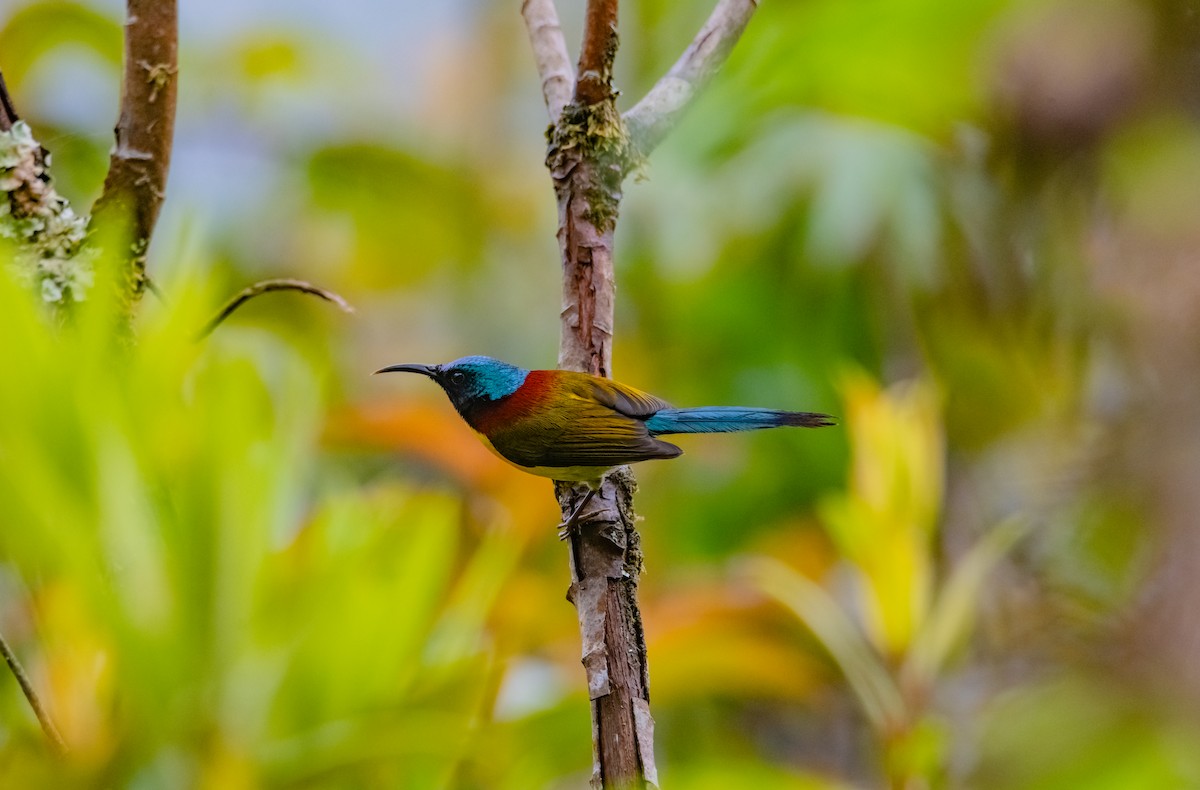 Green-tailed Sunbird - ML619917942