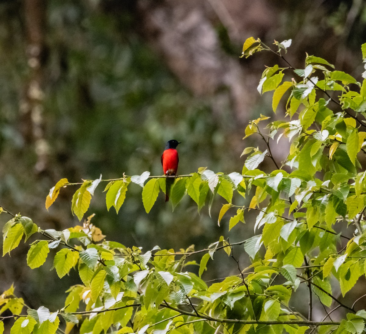 Long-tailed Minivet - ML619917946