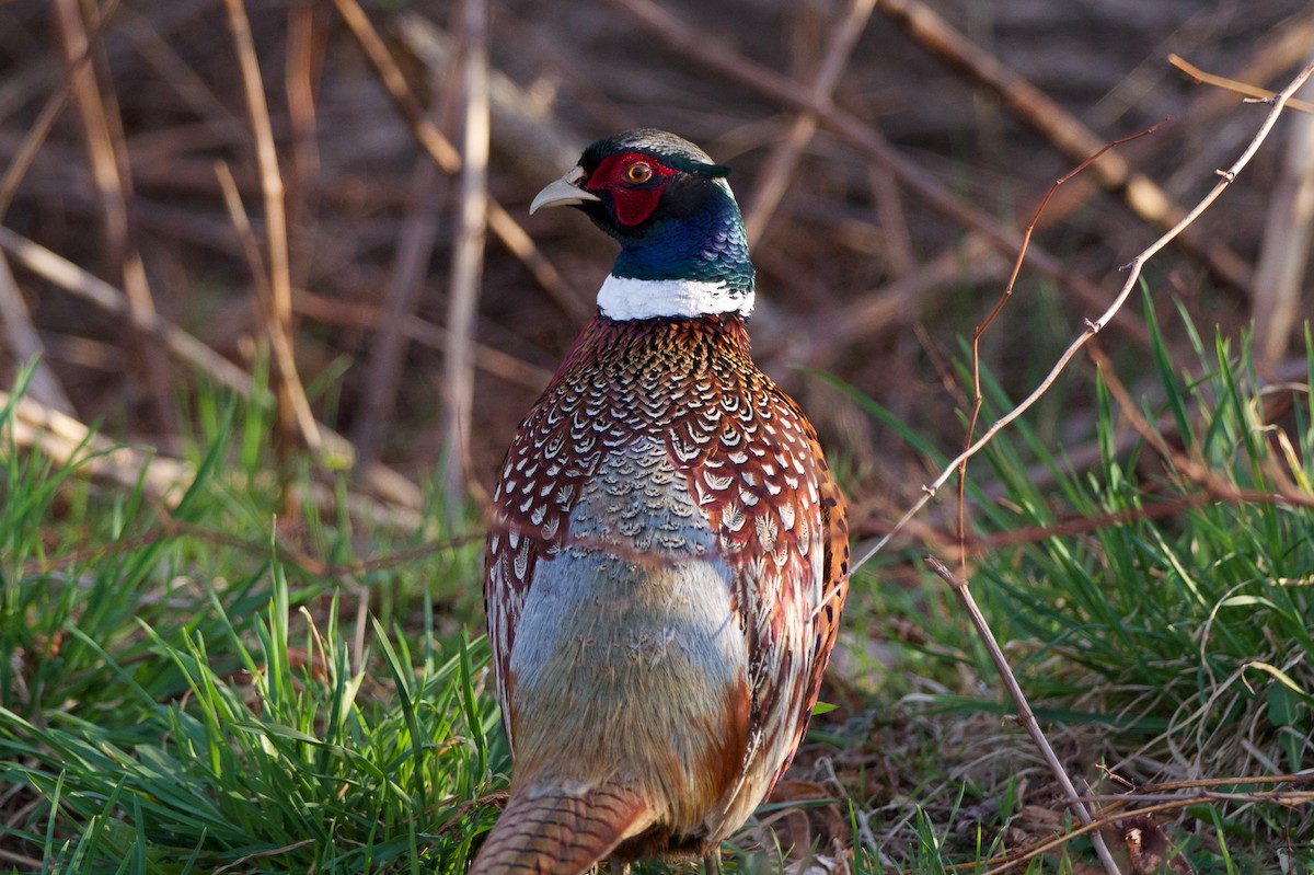 Ring-necked Pheasant - ML619917962