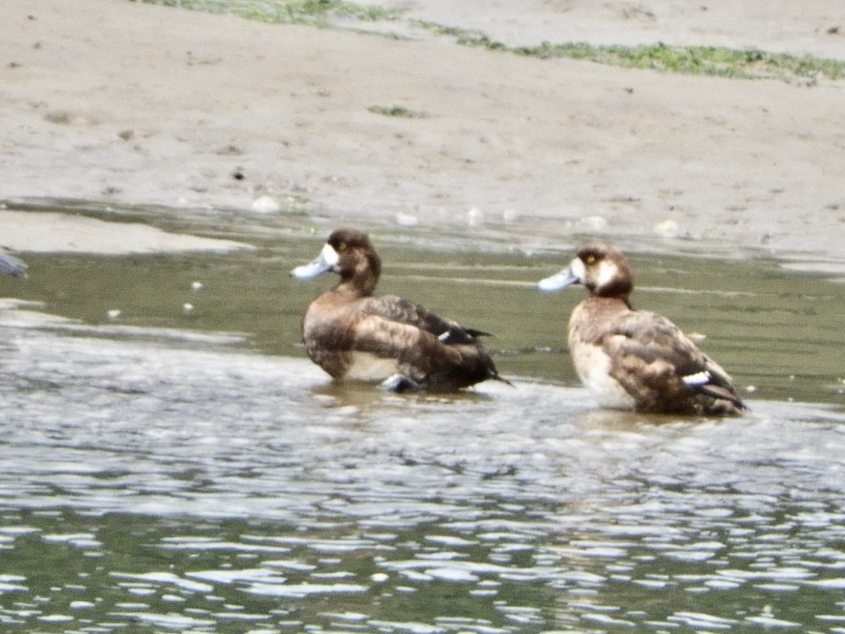 Greater Scaup - ML619917968