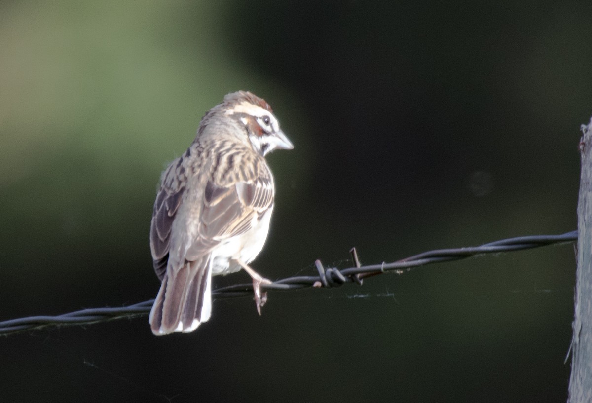 Lark Sparrow - ML619917976