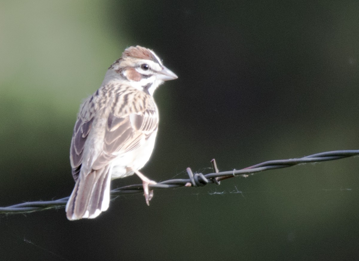 Lark Sparrow - ML619917978