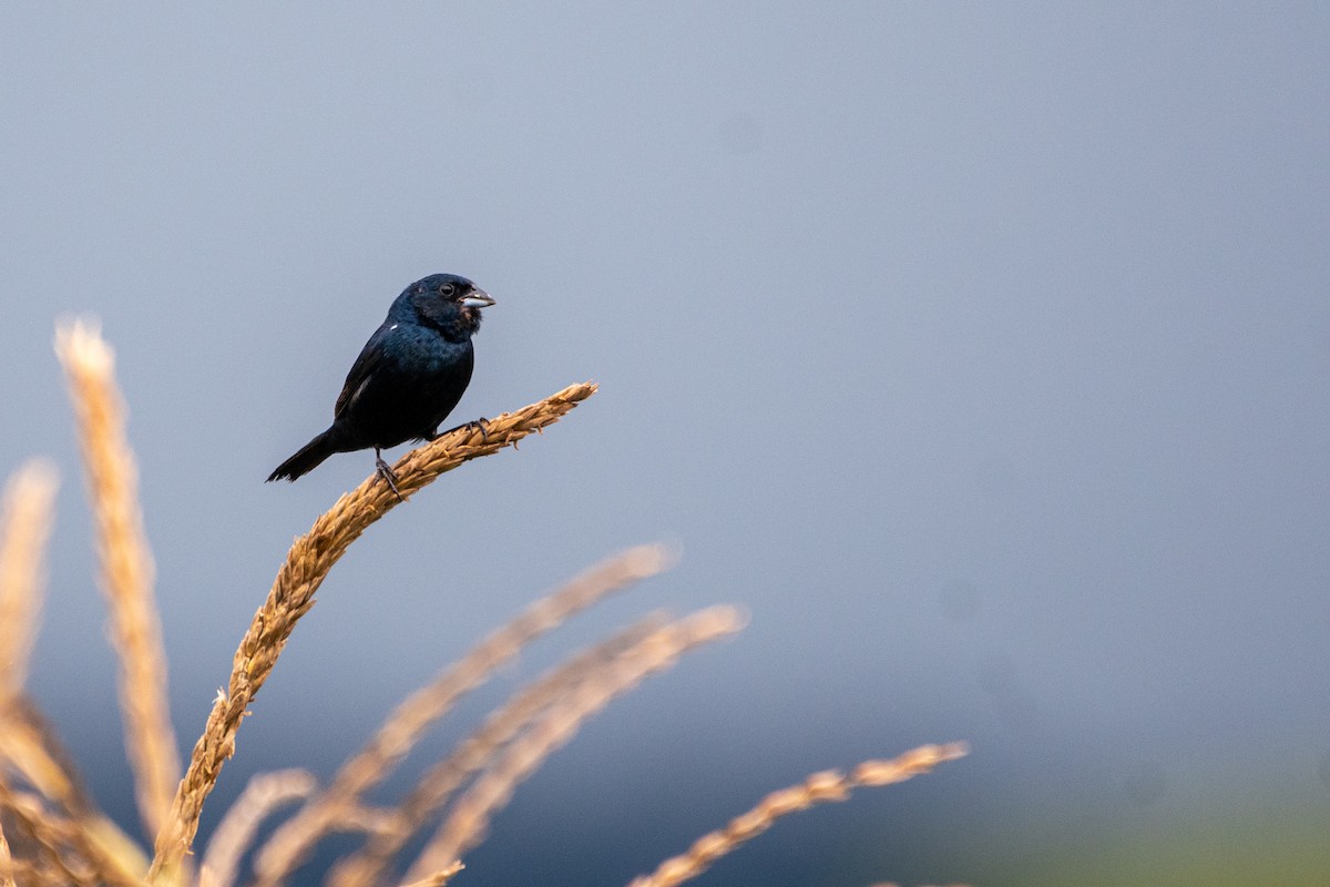 Blue-black Grassquit - ML619917981