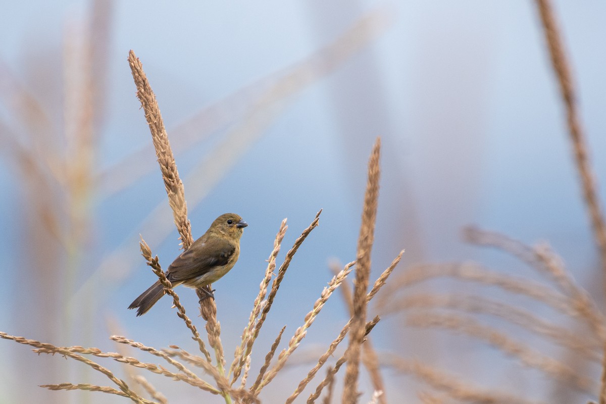 Blue-black Grassquit - ML619917982