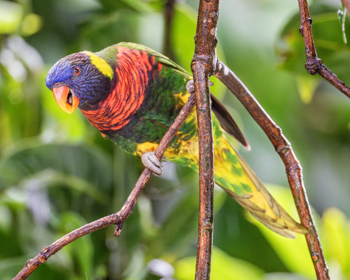 Coconut Lorikeet - Yifei Zheng