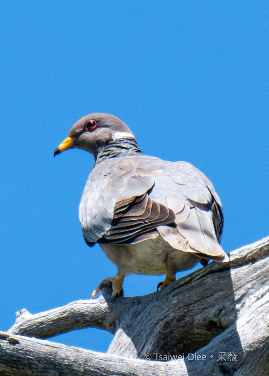 Band-tailed Pigeon - ML619918001