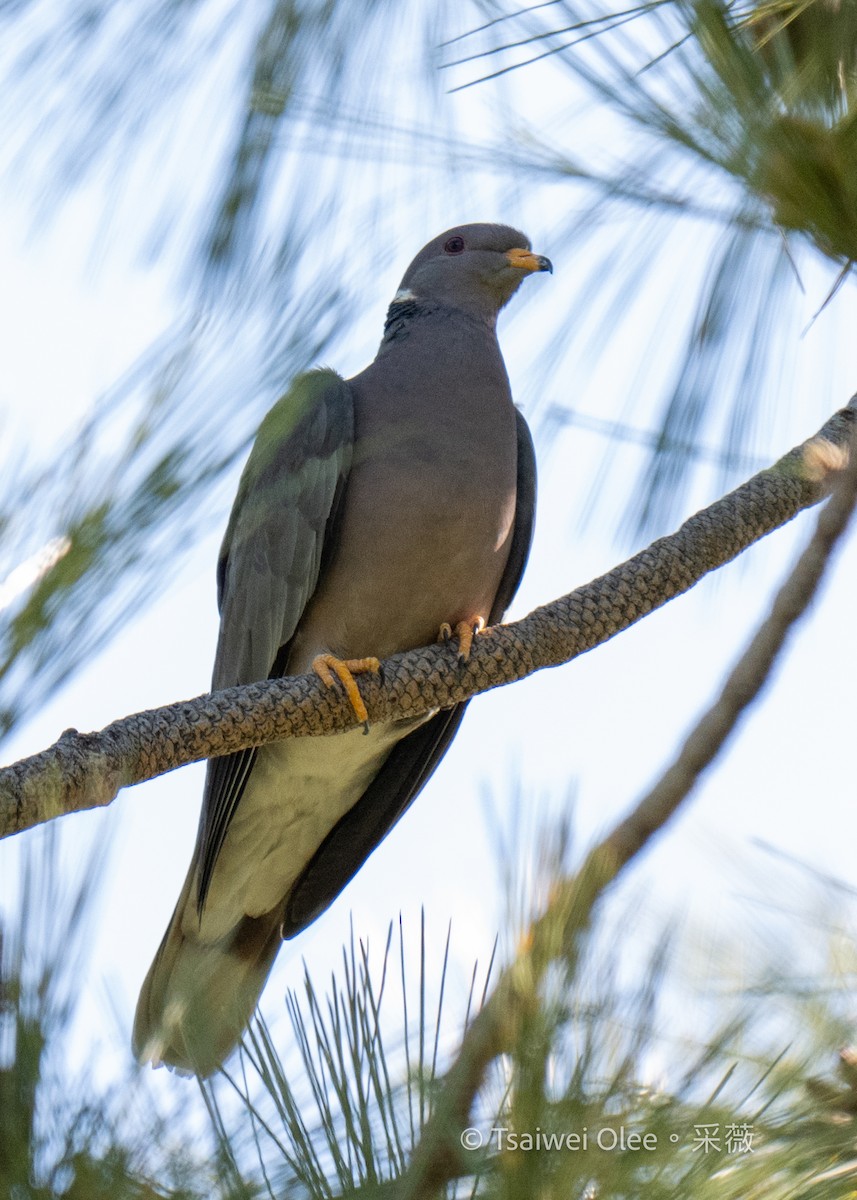 Band-tailed Pigeon - ML619918002