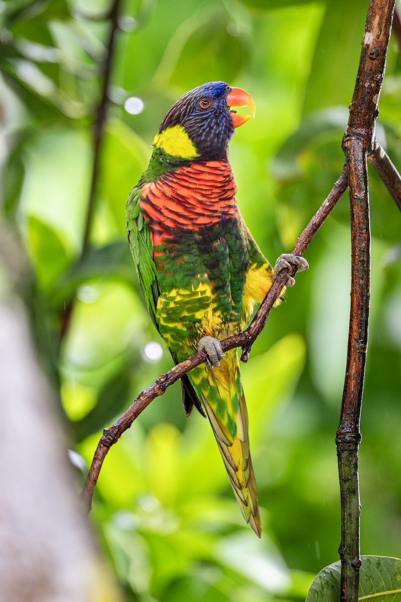 新幾內亞彩虹吸蜜鸚鵡 - ML619918026